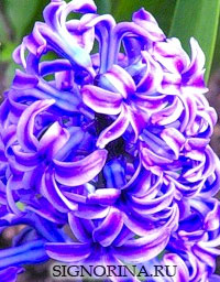 Гадание на цветах на жениха