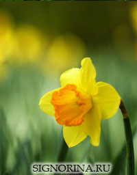 Гадание на цветах на жениха Гадание на цветах на жениха