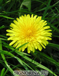 Гадание на цветах на жениха Гадание на цветах на жениха