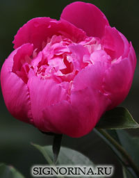 Гадание на цветах на жениха Гадание на цветах на жениха