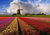 Голландия - страна тюльпанов