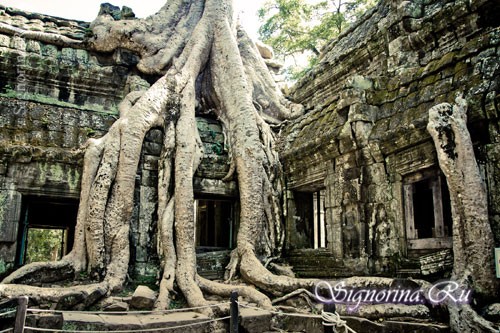 Корни деревьев в Ангкор-Ват, фото.