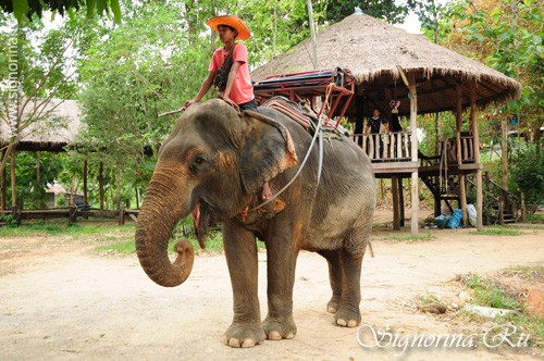 Поездка на слонах. Остров Ко Чанг (Ko Chang) Таиланд: фото