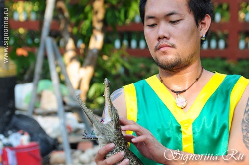 Крокодиловая ферма. Остров Ко Чанг (Ko Chang) Таиланд: фото