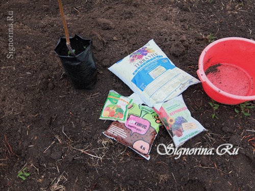 Материалы для посадки яблони в глинистую почву: фото 1