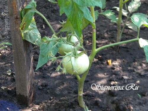 Как правильно сажать рассаду помидоров: фото
