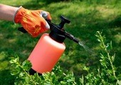 11 способов применения уксуса в саду
