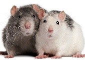 Крысы: К чему снятся крысы? Толкование сна