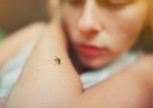 4 типа людей, которых комары кусают намного чаще